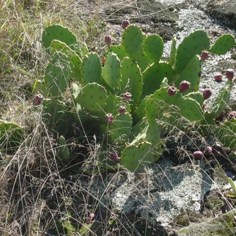 Opuntia dillenii