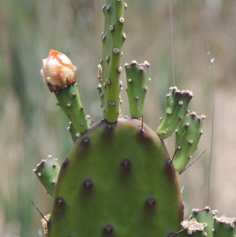 Opuntia elata