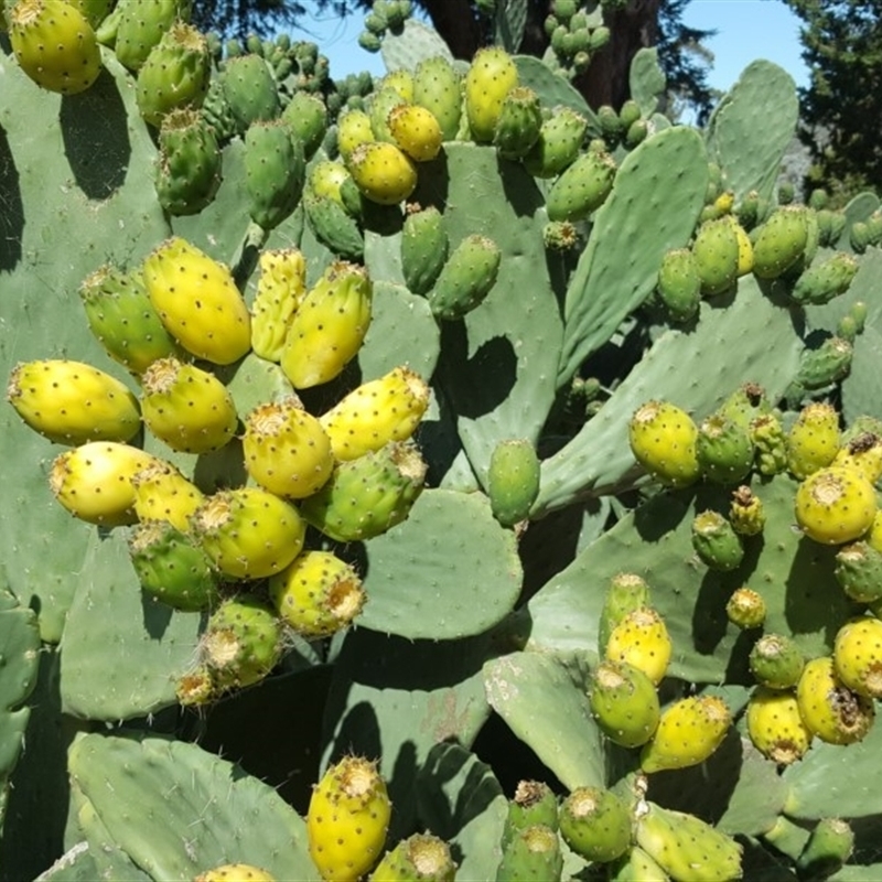 Opuntia ficus-indica