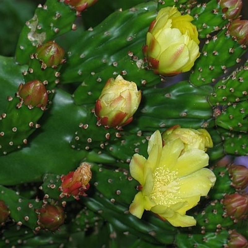 Opuntia monacantha