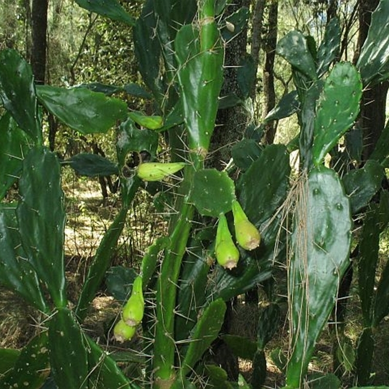 Opuntia monacantha