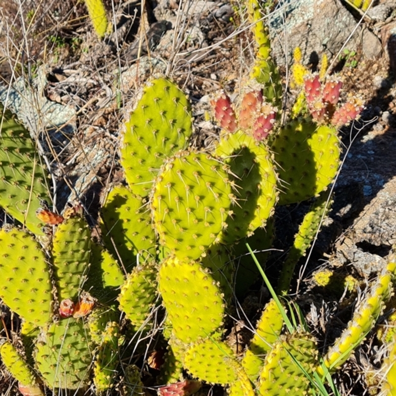 Opuntia puberula