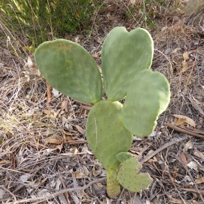 Opuntia sp.