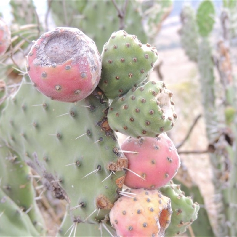 Opuntia stricta