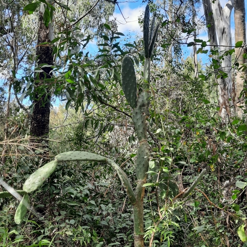 Opuntia tomentosa