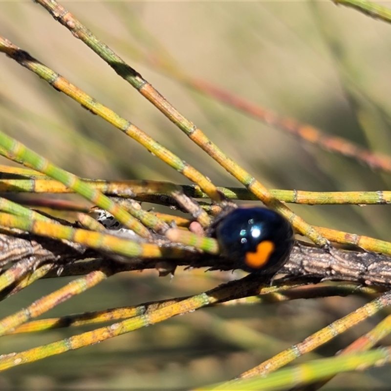 Orcus bilunulatus