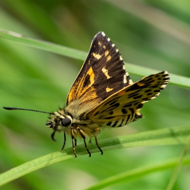 Hesperilla munionga