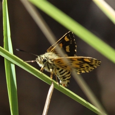 Hesperilla munionga