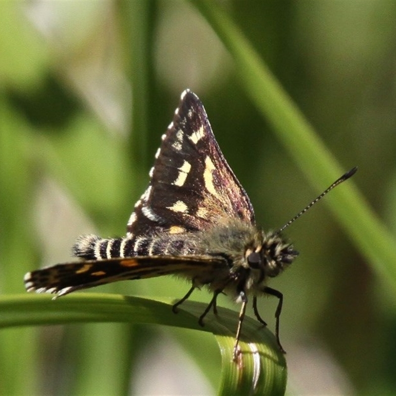 Hesperilla munionga