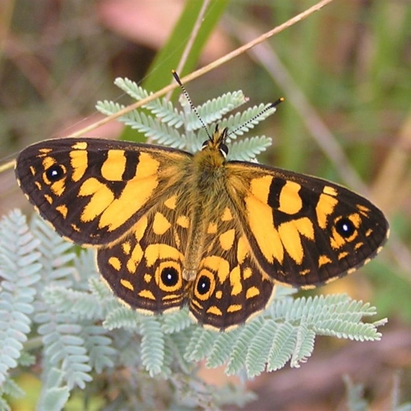 Oreixenica lathoniella