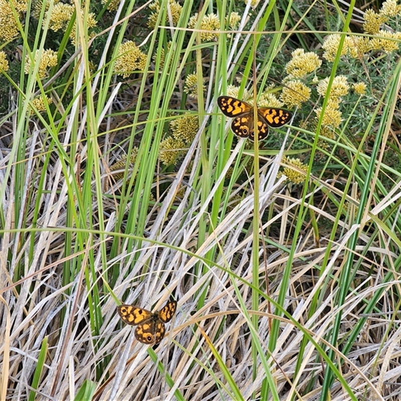 Oreixenica lathoniella