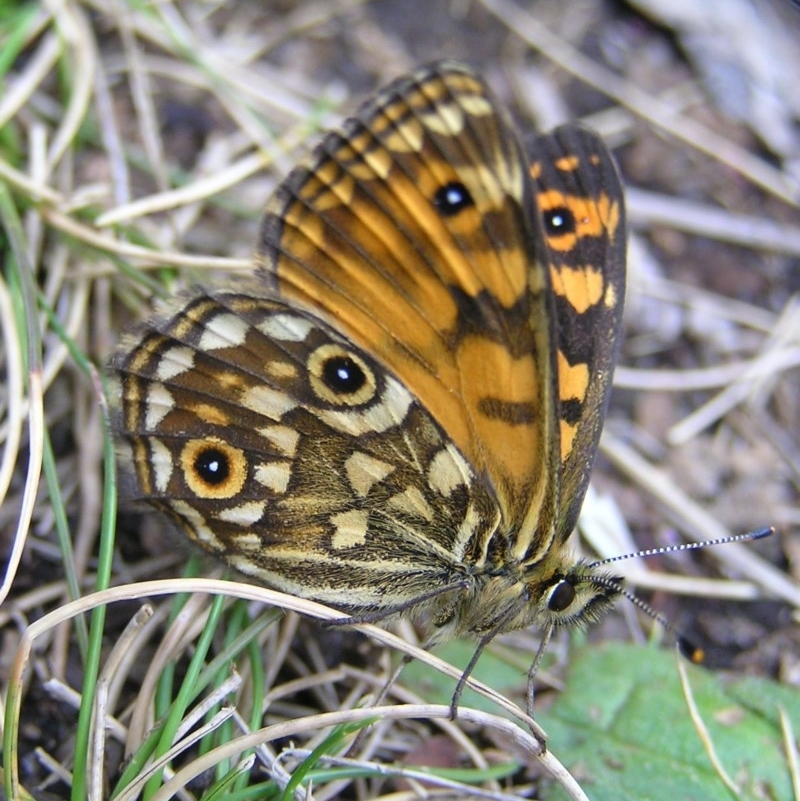 Oreixenica orichora