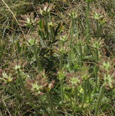 Oreomyrrhis argentea
