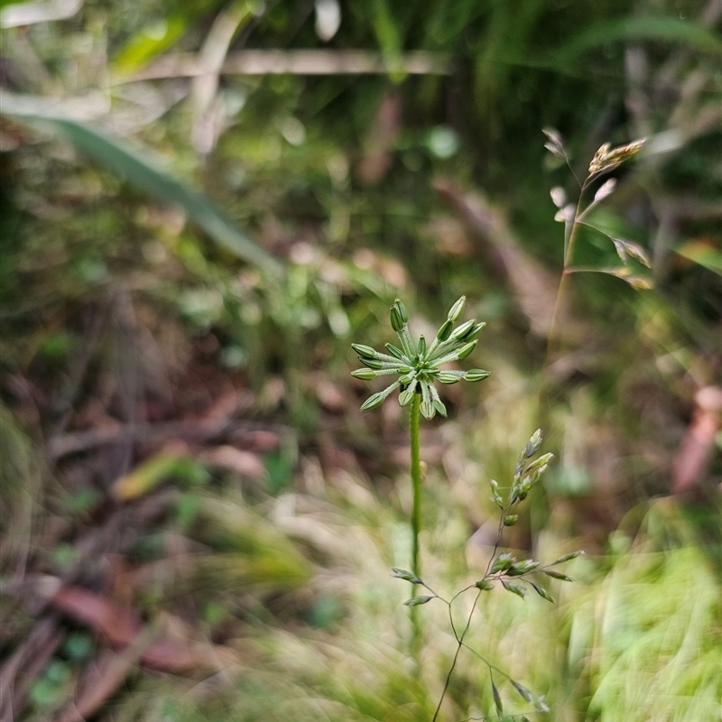 Oreomyrrhis eriopoda