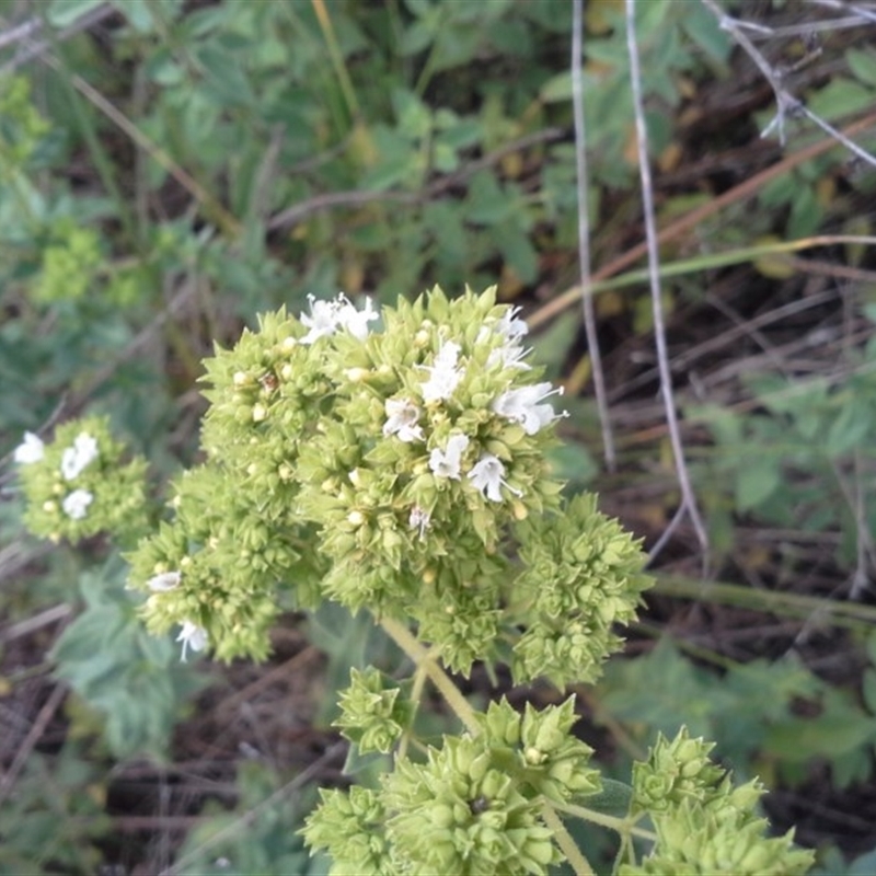 Origanum vulgare