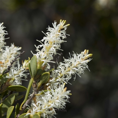 Orites lancifolius