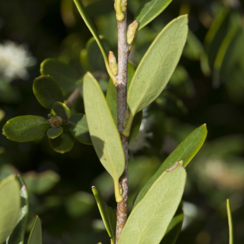 Orites lancifolius