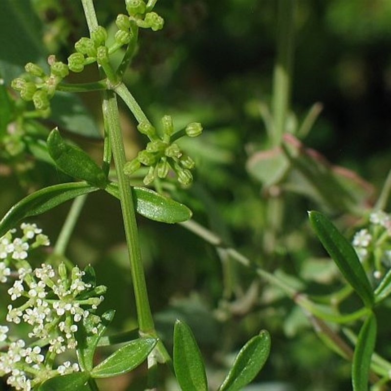 Apium prostratum subsp. prostratum