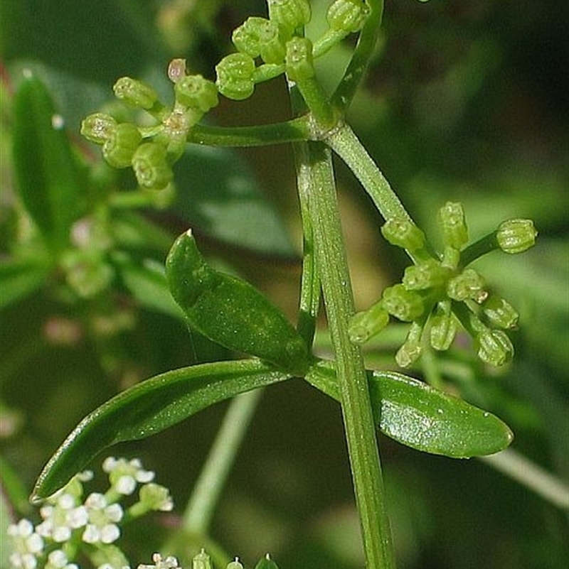 Apium prostratum subsp. prostratum