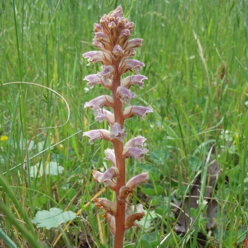 Orobanche minor