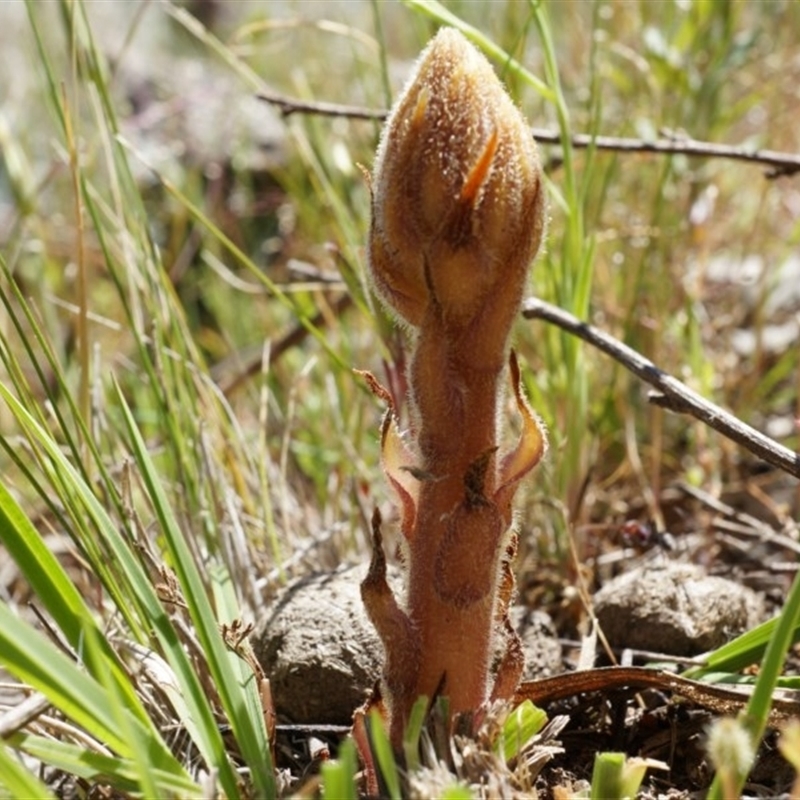 Orobanche minor