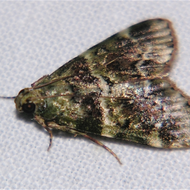 Orthaga atribasalis