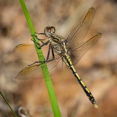 Orthetrum caledonicum