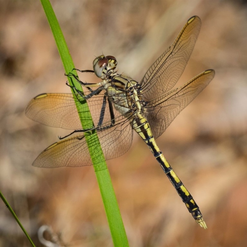 Orthetrum caledonicum