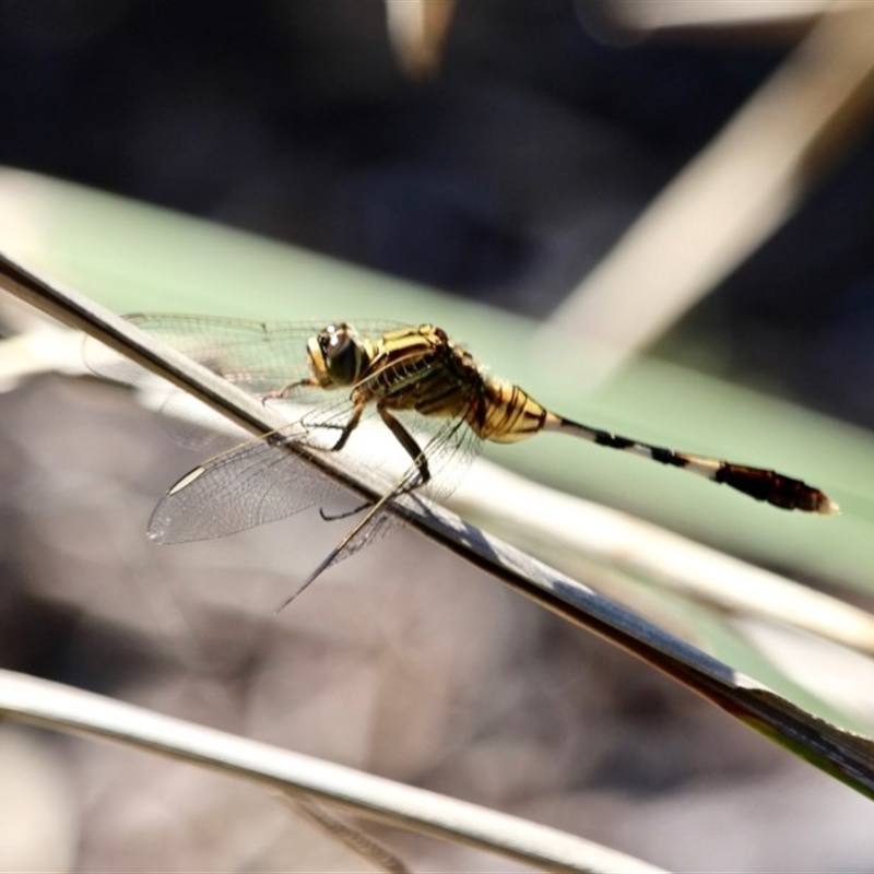 Orthetrum sabina