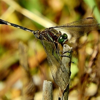 Orthetrum sabina