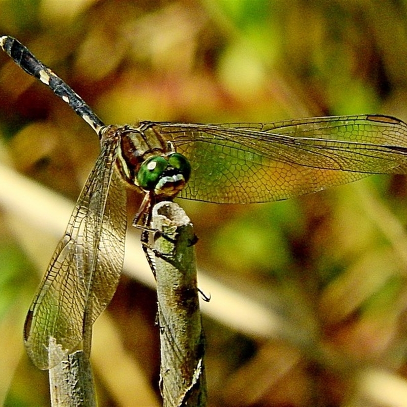 Orthetrum sabina