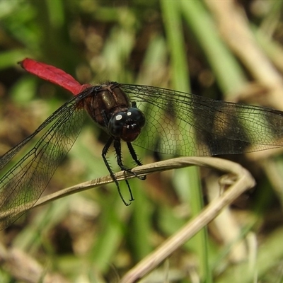 Orthetrum villosovittatum