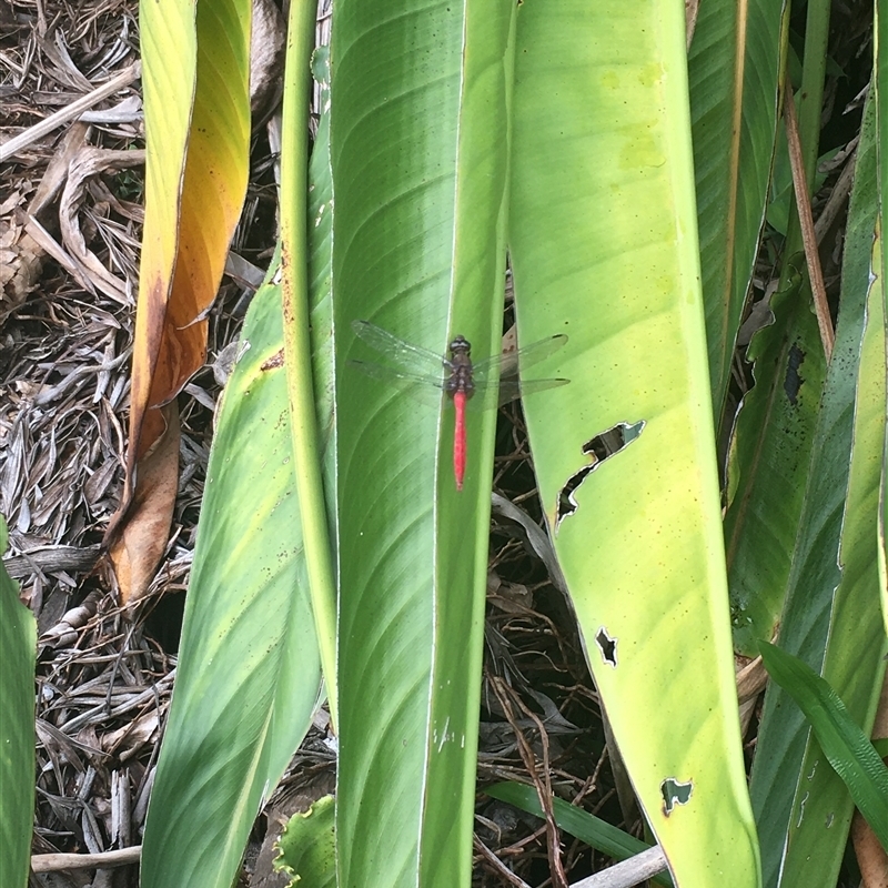 Orthetrum villosovittatum