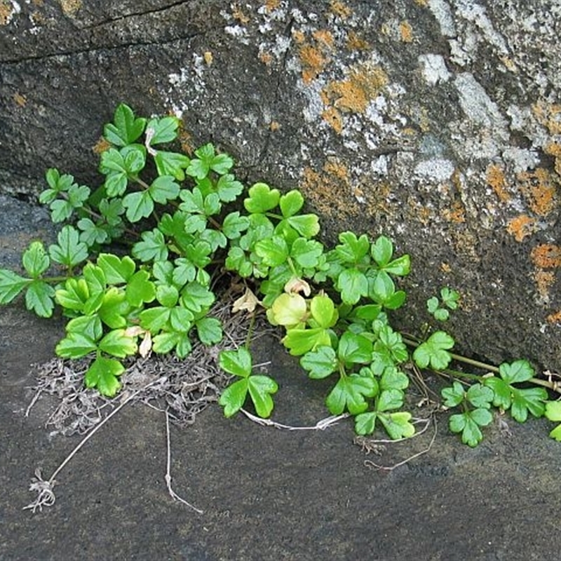 Apium prostratum var. filiforme