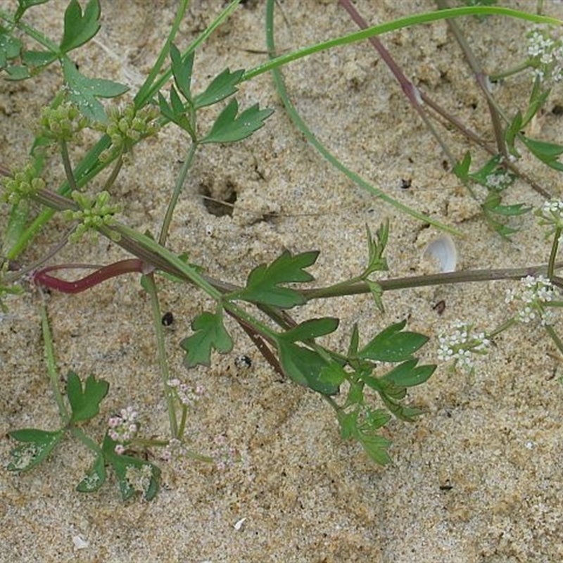 Apium prostratum var. filiforme