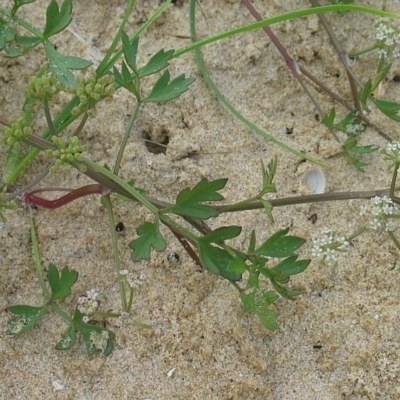 Apium prostratum var. filiforme