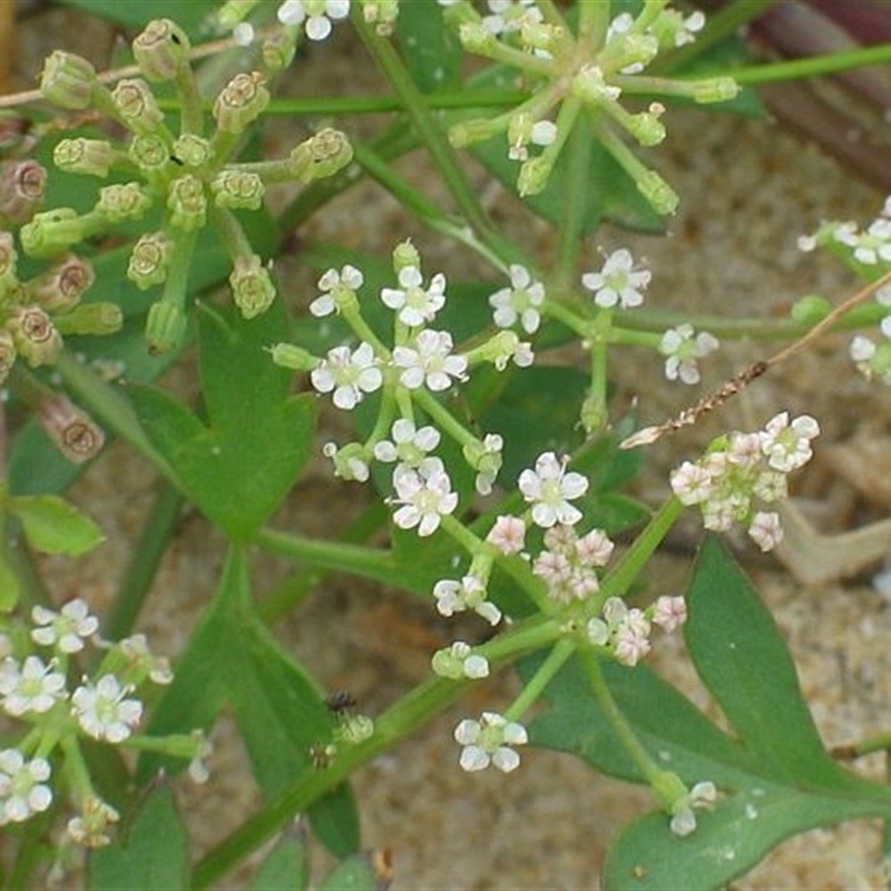 Apium prostratum var. filiforme