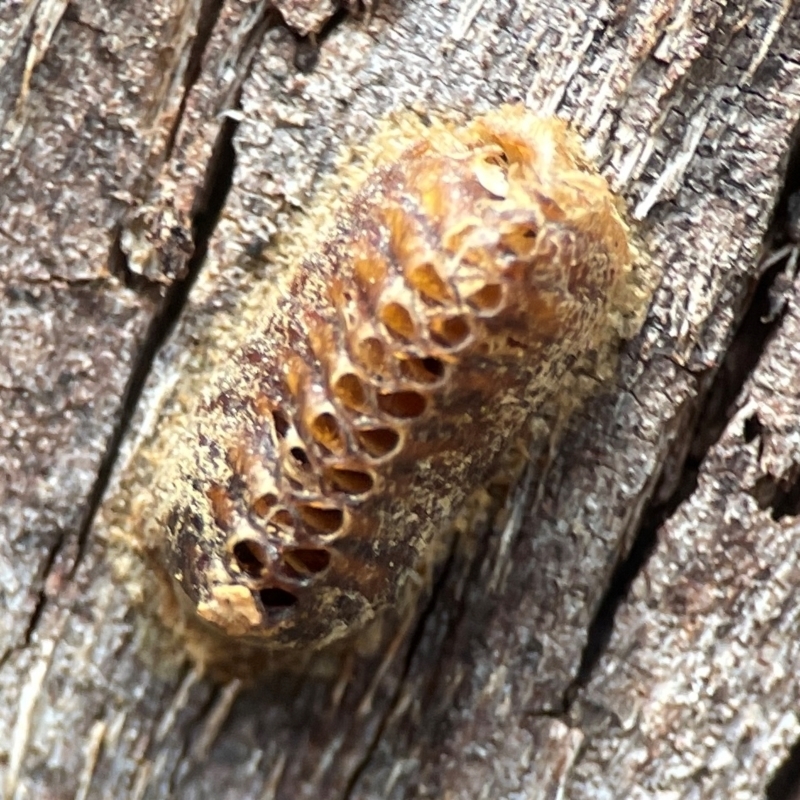 Egg case