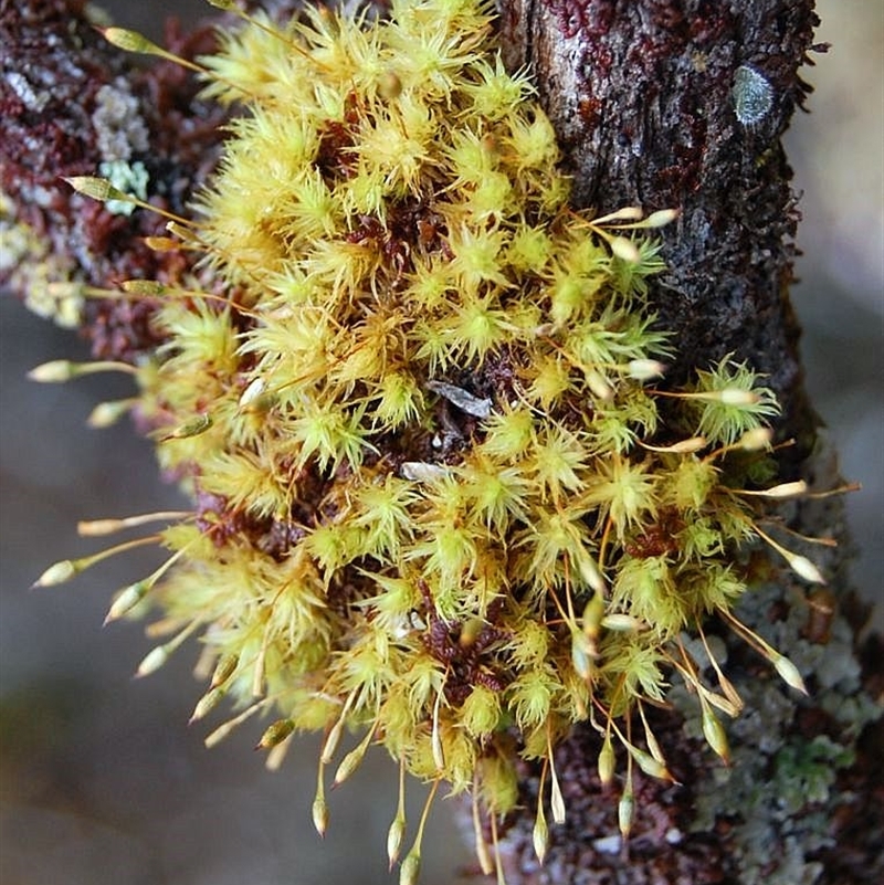 Orthotrichum tasmanicum