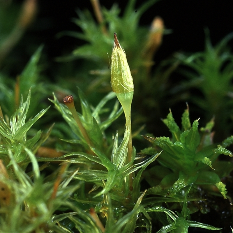 Orthotrichum tasmanicum