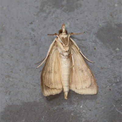 Ostrinia furnacalis