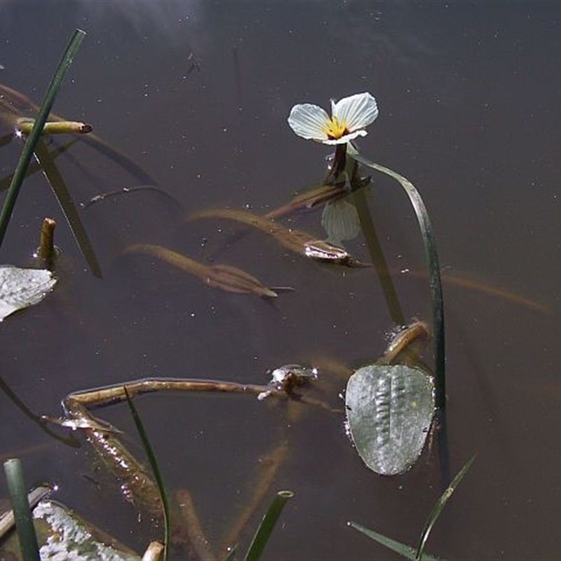 Ottelia ovalifolia