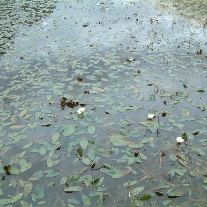 Ottelia ovalifolia subsp. ovalifolia