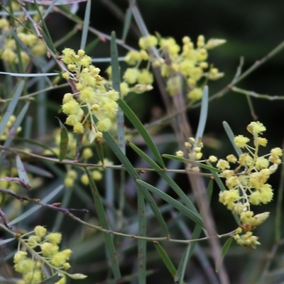 Acacia iteaphylla