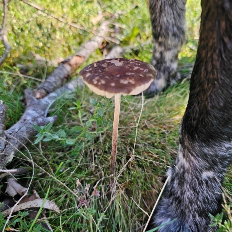 Oudemansiella gigaspora group