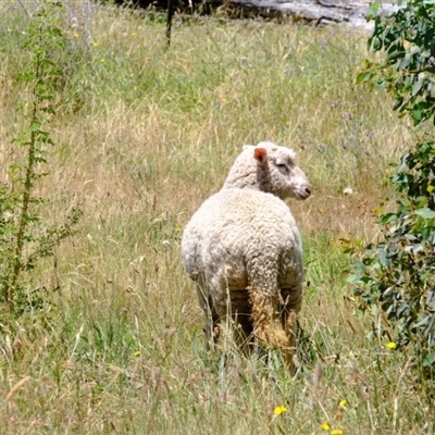 Ovis aries