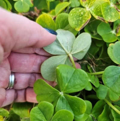 Oxalis bowiei