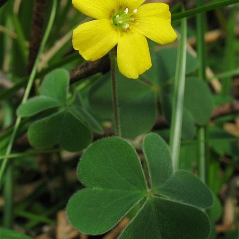 Oxalis chnoodes