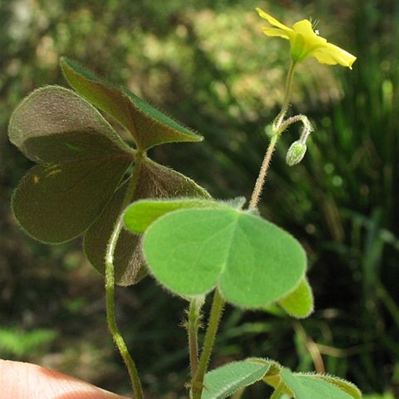 Jackie Miles, purple leaf underside