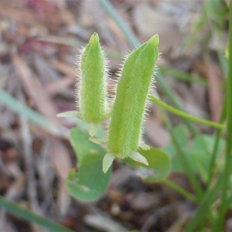 Oxalis corniculata